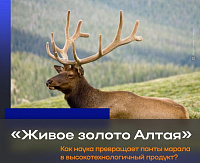 «Живое золото Алтая». Как в крае производят бальзамы, БАДы и косметику из пантового сырья