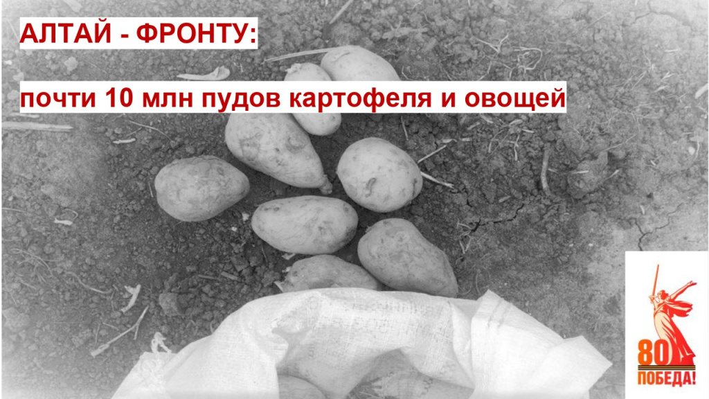 картофель.jpeg
